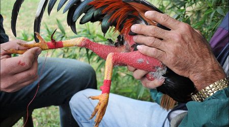 Cockfighting-Tour-Cartagena-Bachelor-Party-2