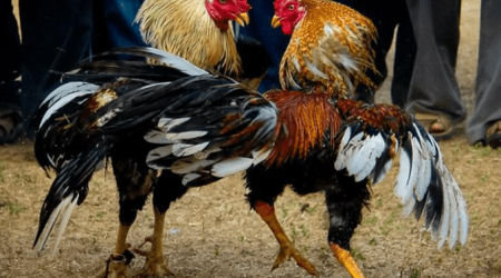 Cockfighting-Tour-Cartagena-Bachelor-Party-6