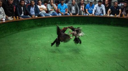 Cockfighting-Tour-Cartagena-Bachelor-Party-8