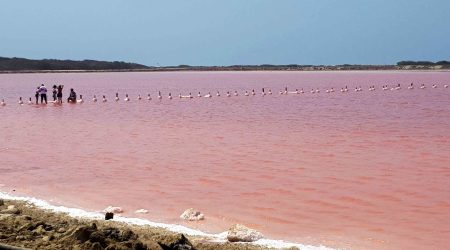 Sea-Pink-Of-Galerazamba-Cartagena-Tour-Red-Sea-3